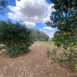Excelente sitio para venda.