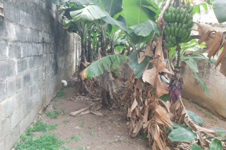 Casa térrea a venda no centro de São Carlos com 3 quartos
