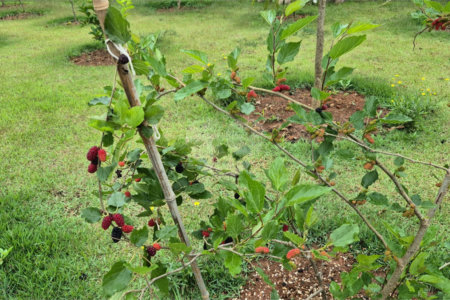 Casa Terreá com 3 suítes a Venda em Atibaia