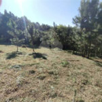 Fazenda Elisa / Atibaia