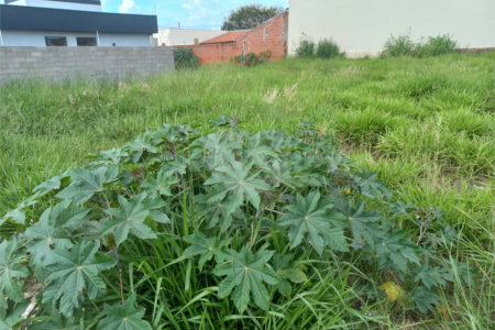 Terreno com 250,00 m² .