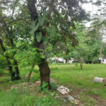 CONDOMÍNIO VALE DAS PALMEIRAS - CASA 3 QTOS + SUITE + PISCINA + GARAGEM 4 CARROS + ENERGIA SOLAR
