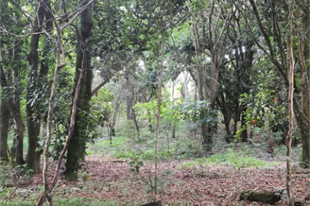 Chácara - São Carlos