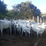 Fazenda com pasto a venda em Morungaba
