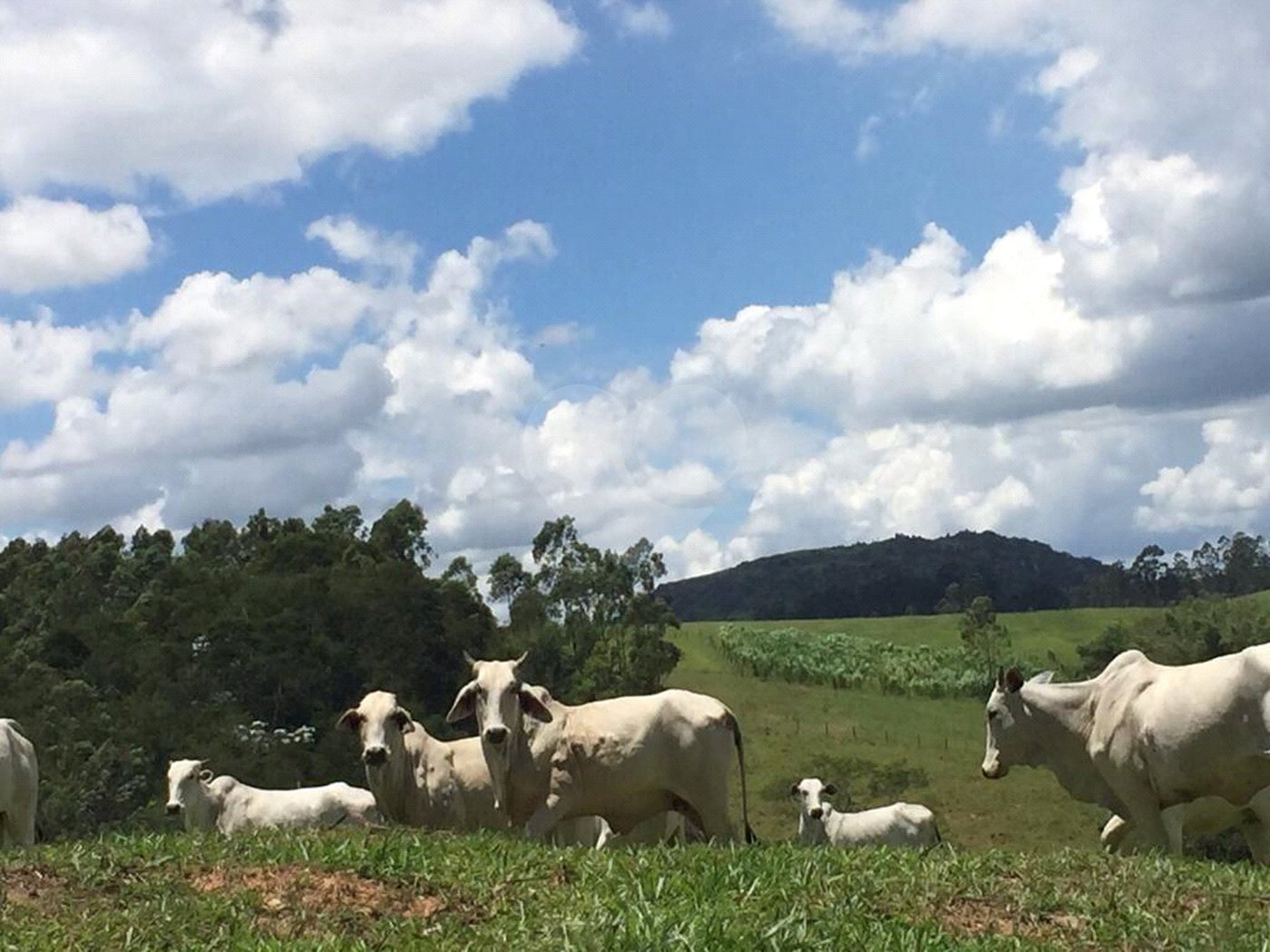 Fazenda com pasto a venda em Morungaba