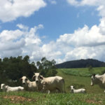 Fazenda com pasto a venda em Morungaba