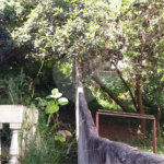 Terreno para alugar em Água Fria, São Paulo, SP