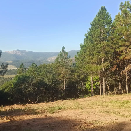 Fazenda Elisa - Fase 3