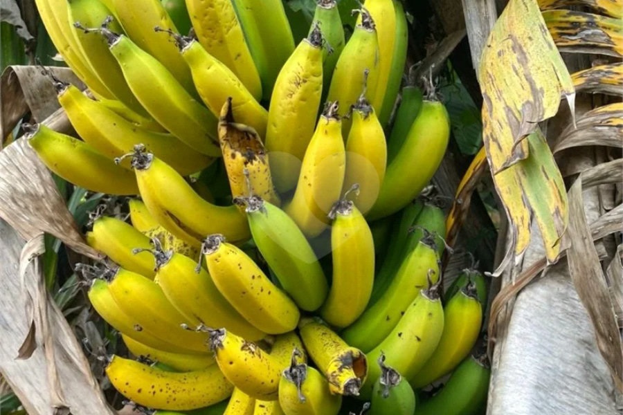Chácara à venda com 6 quartos no Centro, Biritiba-mirim, SP