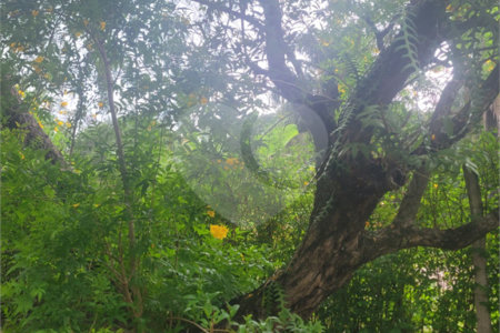 Chácara no Condomínio Vale das Laranjeiras em Indaiatuba SP - Venda - R$ 3,600.000,00 - Locaçao - R$ 30.000,00 mais encargos - Linda, espaçosa, aconchegante, acabamento de alto padrão em rua tranquila e arborizada, em um dos Condomínios mais valorizados de Indaiatuba. Com fácil acesso as principa