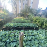 Apartamento à venda com 2 quartos, sendo 1 suíte, em Vila Polopoli, São Paulo - SP