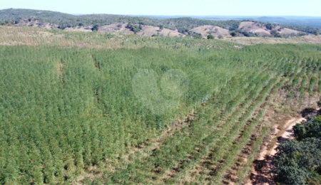 Fazenda à venda com 6 quartos no Centro, Curvelo, MG