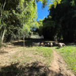 Sítio à venda com 7 alqueires, em Serra do Capetinga, Itapeva - MG