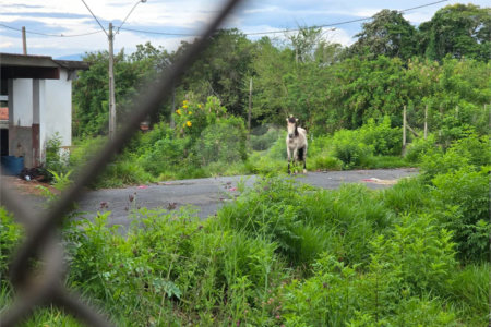 Área nobre COMERCIAL no entorno do centro de Atibaia.