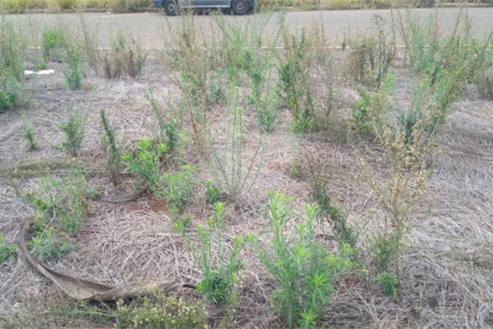 Lote no Jardim do Bosque, aceita financiamento ou aquisição de terreno e construção .