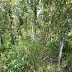 Terreno à venda no condomínio Alpes da Cantareira, Mairiporã - SP