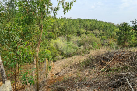 Ribeirão Grande - Bairro ferreira dos Matos - Sítio de 30.000 metros - R$ 600.000,00