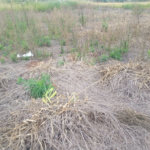Lote no Jardim do Bosque, aceita financiamento ou aquisição de terreno e construção