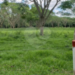 Sitio para venda.