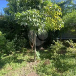 Casa no TREMEMBÉ Casa Estilo Rústico Industrial - JD GUAPIRA - CONDOMÍNIO FECHADO