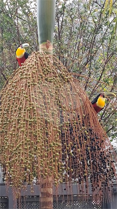 Casa à venda com 4 suítes em Jardim Marajoara, São Paulo, SP
