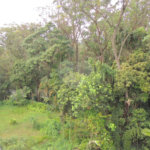 Casa à venda com 3 suítes no condomínio Jardim Flora, São Paulo - SP