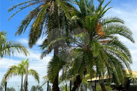Terreno a venda em Analandia Estancia Cavalinho