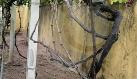Casa à venda ou para alugar com 3 quartos em Casa Verde, São Paulo, SP
