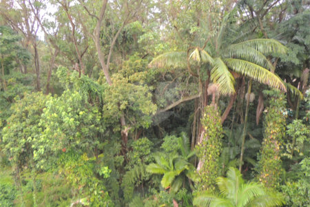 Casa à venda com 3 suítes no condomínio Jardim Flora, São Paulo - SP