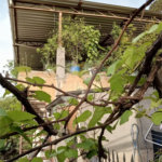 Casa à venda com 3 quartos, sendo 1 suíte, em Mandaqui, São Paulo, SP