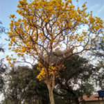 Chácara em Araraquara/SP.