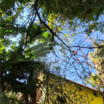 Casa com Piscina, Sauna e Edícula em Rua Arborizada no Tremembé