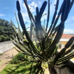 Casa à Venda na Rua Conde do Pinhal - São Carlos/SP