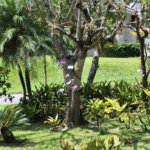Casa a venda ou locação no Tamboré 1