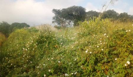 Terreno à venda em Água Vermelha, São Carlos, SP