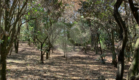 Chácara à venda com 1 quarto em Loteamento Recreio Campestre, São Carlos, SP