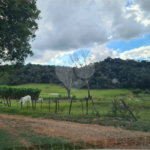 VENDA SÍTIO 48 hectares com estruura para granja, hidroponia e gado