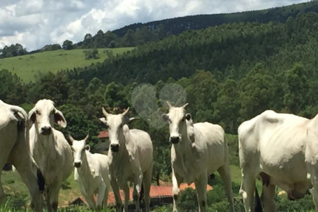 Fazenda com pasto a venda em Morungaba
