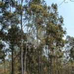 Terreno a venda no Bairro da Cachoeira em Atibaia