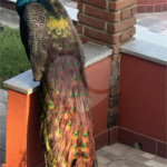 Linda Casa Em Condomínio Fechado Itapecerica da Serra