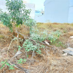 Terreno Amplo e Bem Localizado no Planalto Paraíso em São Carlos