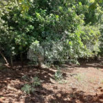 Sitio São João - Km 258