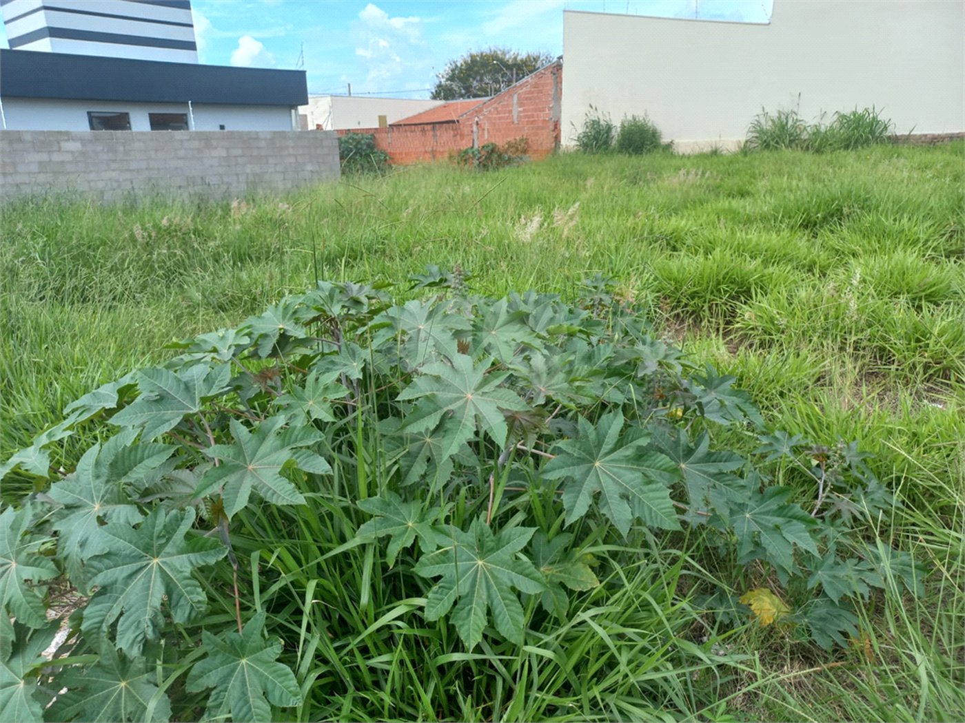 Terreno com 250,00 m² .