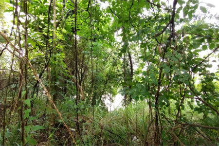 Terreno à venda em Vila Suzana, São Paulo, SP