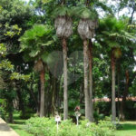 Casa Térrea à venda com 5 quartos, sendo 3 suítes, em Interlagos, São Paulo, SP