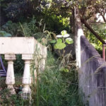 Terreno para alugar em Água Fria, São Paulo, SP