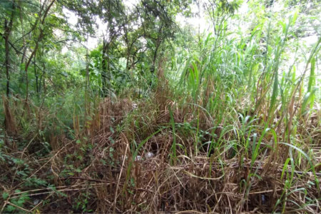 Terreno à venda em Vila Suzana, São Paulo, SP