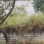 Terreno na rua Alcindo Bueno de Assis, localizada no bairro do Tucuruvi /Tremembé em São Paulo. Agende uma visita