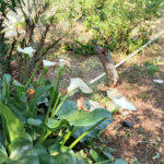 Ribeirão Grande - Bairro ferreira dos Matos - Sítio de 30.000 metros - R$ 600.000,00