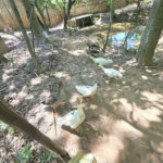 Casa para Locação no Condomínio Jardim América em Vinhedo/SP